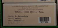 Trichia varia image
